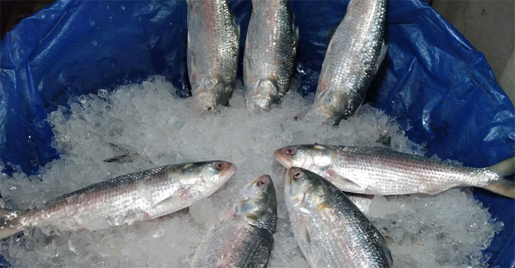 নাগালের বাইরে ইলিশের দাম